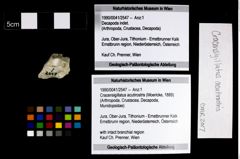 Foto (Objekt + Etikett) von Cracensigillatus acutirostris (Moericke, 1889)  (NHMW-GEO-1990-0041-2547)